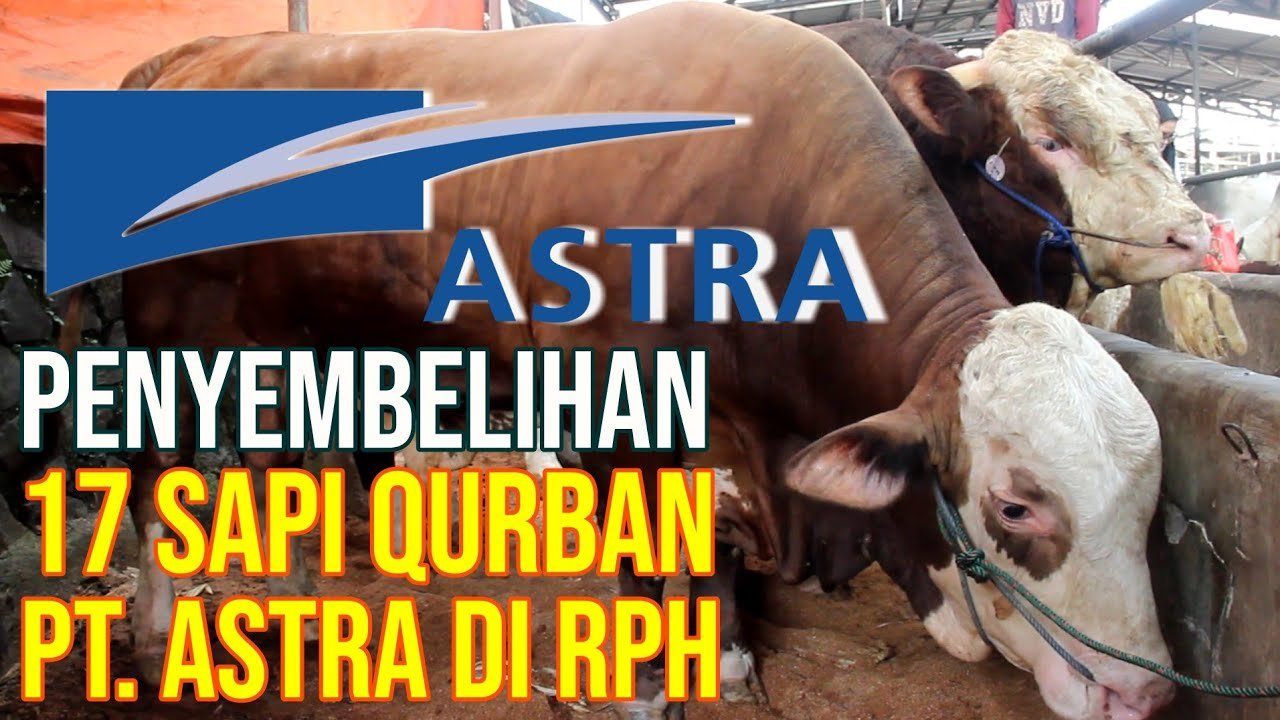 Penyembelihan Sapi Qurban PT Astra Di RPH Tapos.jpg